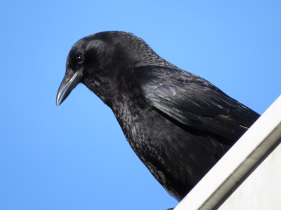 [This left side of an all-black bird is clearly visible against the clear blue sky as it is perched near the edge of the roof.]